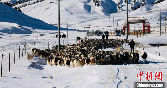 图为村民在雪地上放牧。　都兰县融媒体中心供图